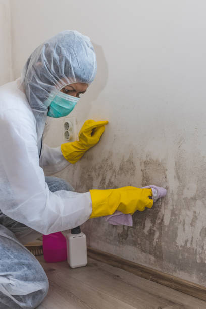 Trusted Grandyle Village, NY Mold Removal Experts