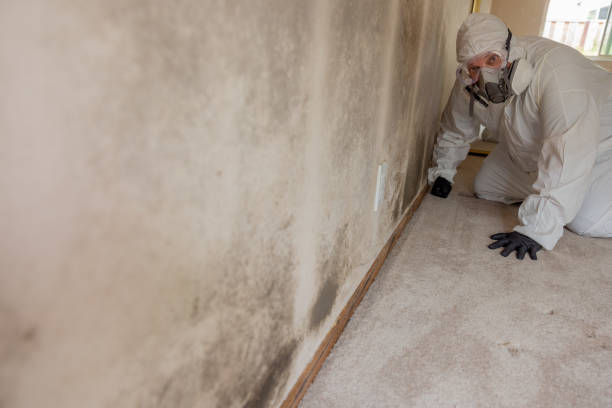 Best Basement Mold Removal  in Grandyle Village, NY